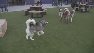 Skiptown: A relaxing venue for dogs and people