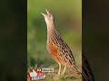 صوت مرعة الغيط أو سلوى الفري Corncrake Sound رابط الفيديو كامل بأول تعليق 