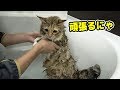 風呂嫌いな猫を久しぶりに入れてみたら･･･！？