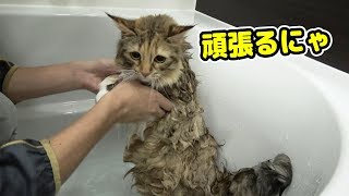 風呂嫌いな猫を久しぶりに入れてみたら