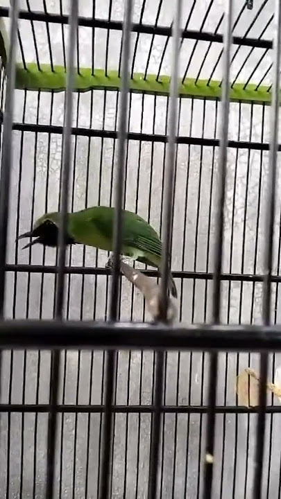 cucak hijau isian mewah jingjing petulak