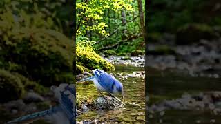 Sun Dappled Forest Stream with Gentle Birdsong for Morning Calm and Focus