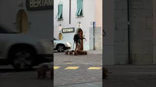 Man Walking His Six Adorable Dogs Using 3 Leads