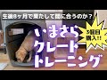 生後8か月からのクレートトレーニング。果たして間に合うのか？リビングフリーの前にやっておくべきこと【ワンコ用品編】