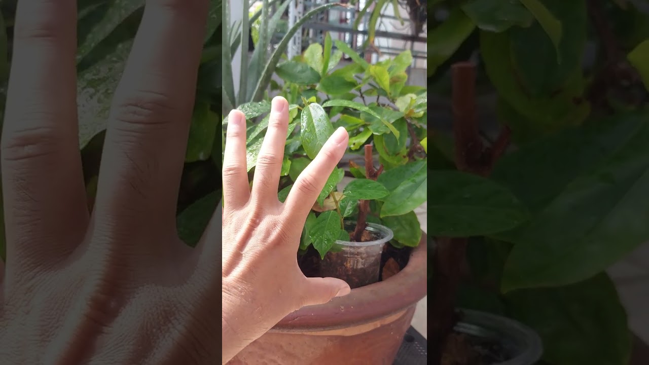 Small fig tree; the new fig plants are growing from cuttings