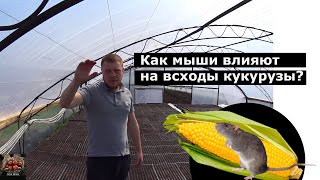 Как уберечь рассаду кукурузы от мышей [Как избавиться от мышей 100% способ]