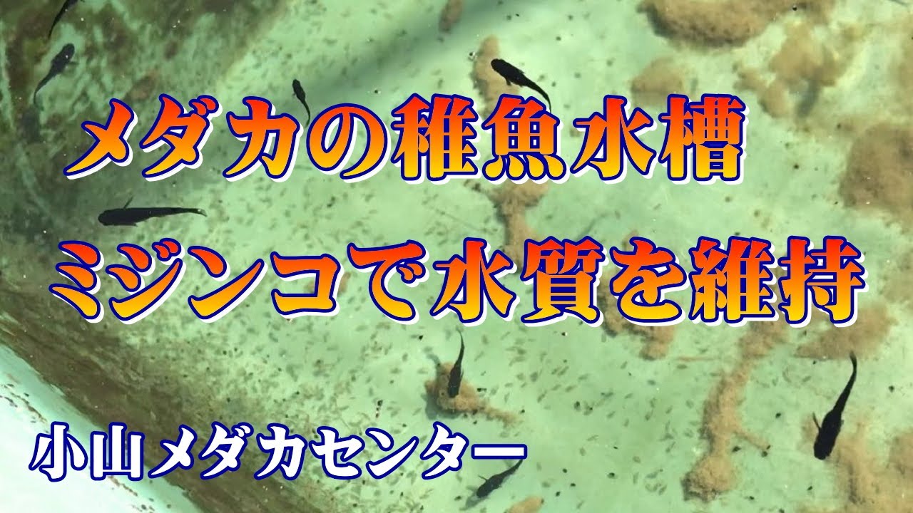メダカ飼育 メダカの稚魚水槽 ミジンコで水質を維持 Youtube