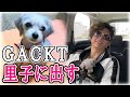 GACKTが愛犬を里子に出しました。