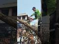 Woodworking project cutting of trees without safety ropes #shortvideo #treecutting #chainsaw