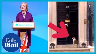 Larry the Cat hovers outside 10 Downing Street after Liz Truss announced as new Prime Minister