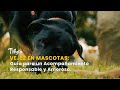 Vejez en Mascotas: Guía para un Acompañamiento Responsable y Amoroso - TvAgro por Juan Gonzalo Angel