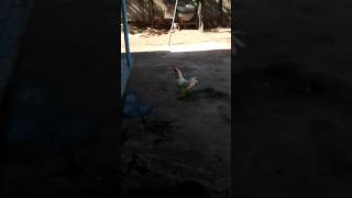 O Galo Caipira Cantando