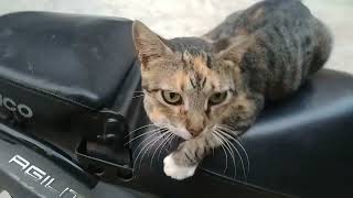 Natural beauty of mam cats by world of stray meowing  212 views 7 months ago 2 minutes, 5 seconds