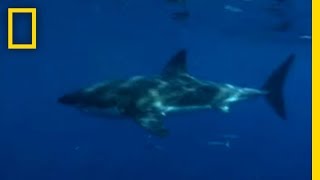 The Art of Seducing Sharks | Expedition Great White