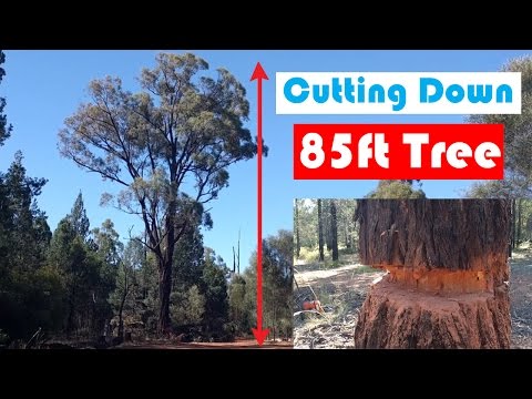 Cutting down a 85ft TREE !!!