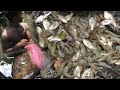 Traditional Shrimp fishing Technique Sri Lanka | Best Shrimp fishing | Prawn Catching