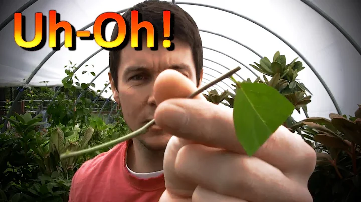 Propagating Rooted Cuttings of Dogwoods, Rose of S...