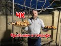 ШАШЛЫК ИЗ КУРИННЫХ КРЫЛЫШЕК!!! И ШАМПИНЬОНЫ НА ИФТАР