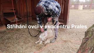 Stříhání ovcí v ekocentru Prales | Lesy hl. m. Prahy