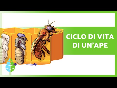 Video: Perché i cicli di vita sono importanti per gli animali?