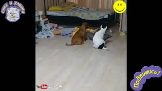 Заботливые Собаки МИЛОТА! Заботливые Собаки МИЛОТА!