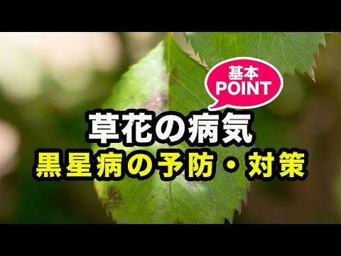 黒星病の予防と対策 草花の病気