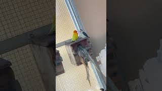 Lovey-Dovey Lovebirds Cuddling in the Aviary #birds #lovebirds #aviarymini #aviationlovers