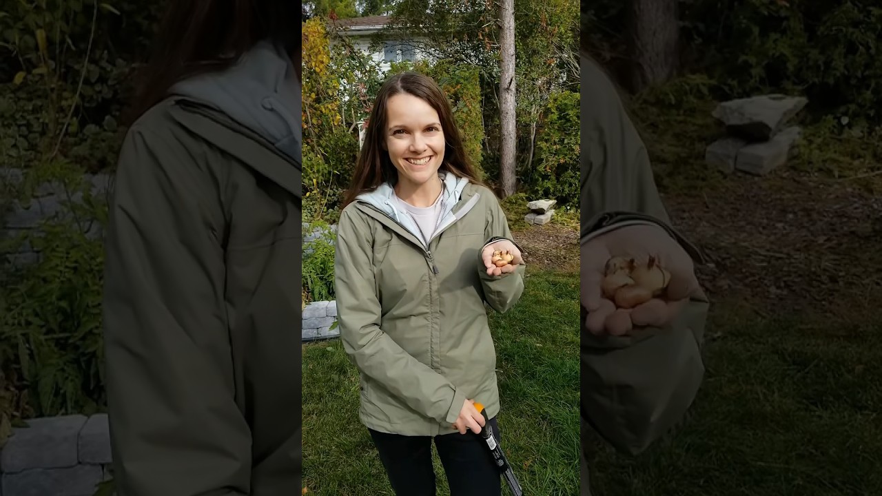 Советы по посадке луковиц осенью