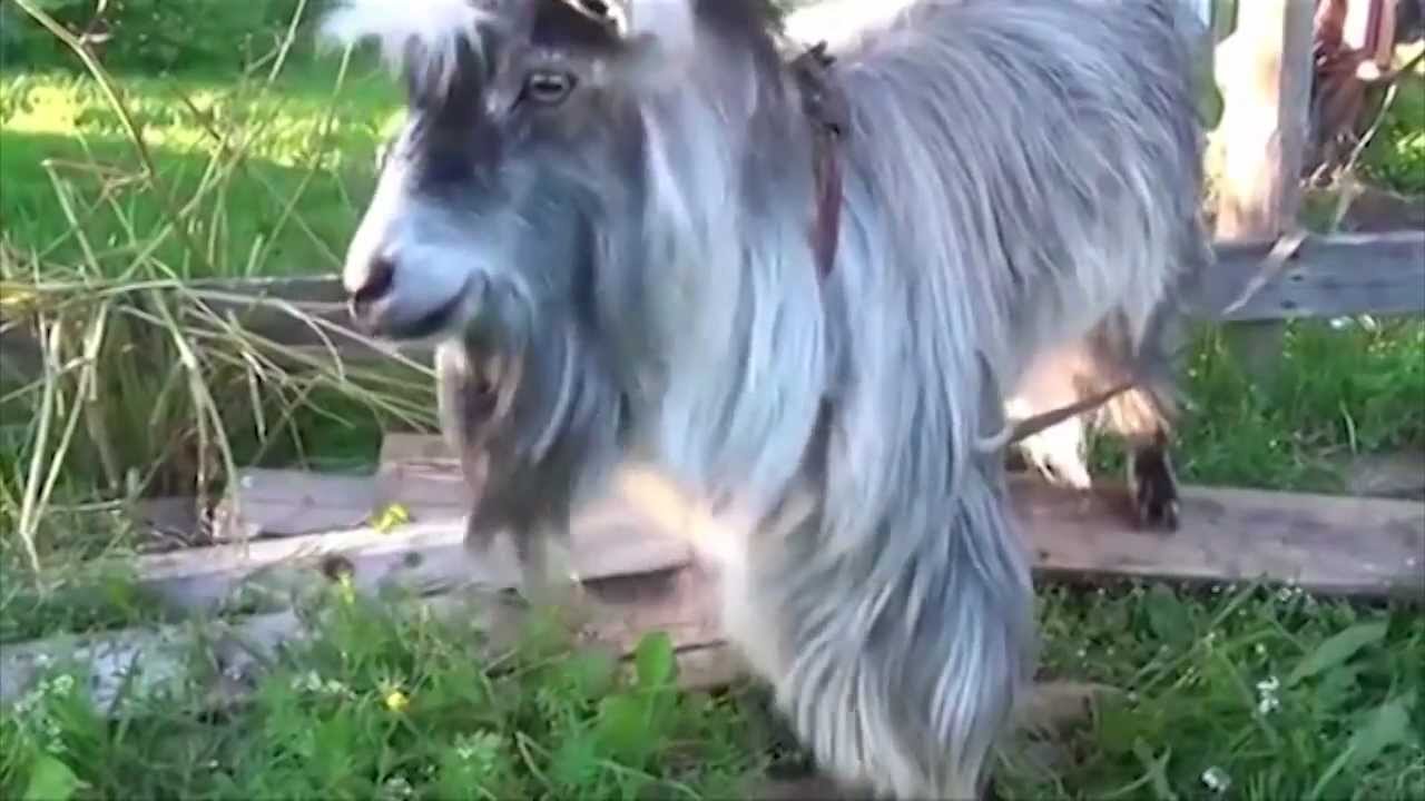 Do the harlem goat youtube