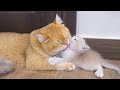 Kitten pizza was so happy dad cat groomed him and mom cat nursed him