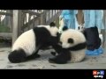 Little Giants: Pandas Make You Smile