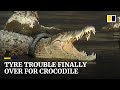 Crocodile finally freed after 6 years with tyre stuck around its neck