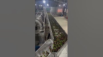 Macadamia nuts go through the color sorting machine