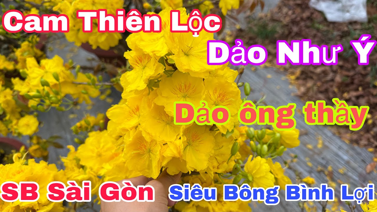 Mùng 11🌼 Mai vàng giá rẻ Siêu Bông Sài Gòn, cam thiên lộc, Bình lợi, dảo như ý,…☎️0344082751 