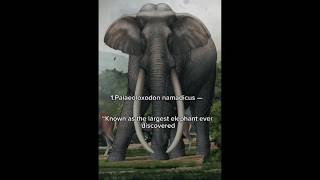 5 Biggest Elephants that ever walk the earth #shorts ##fouryou #trending #ancientanimals