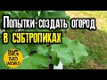 Попытки создать огород в субтропиках