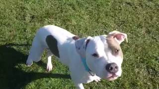 Amstaff - Treningowy Dzień Z Życia Teqi Petsi The Dogs Out Fun