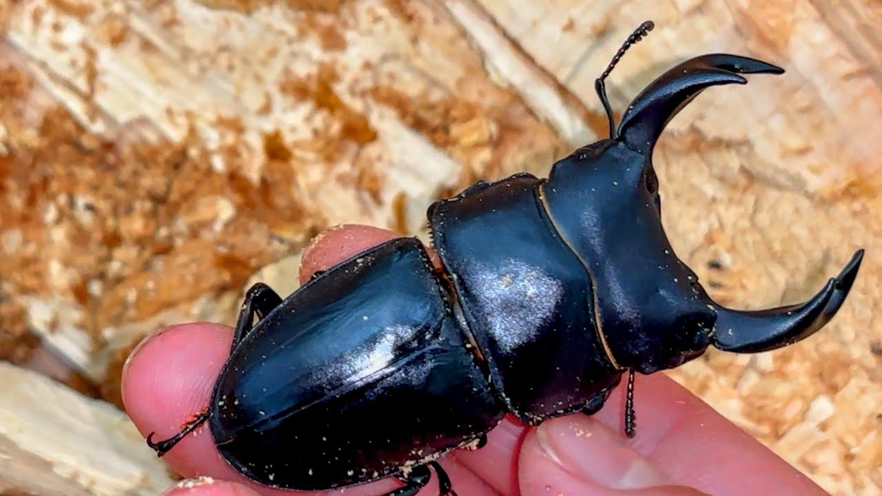 ※奇跡のオオクワガタ採集