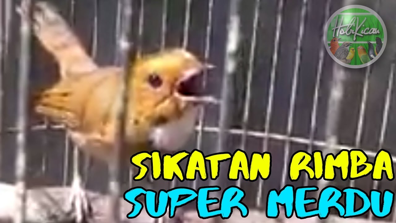 Sikatan Rimba Gacor Nagen 1 Titik Bikin Iri By Hobi Kicau