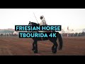 الحصان الفريزيان مقدم الخيل | Friesian Horse | مهرجان أولادعلي الواد 2019 | Tbourida Joro