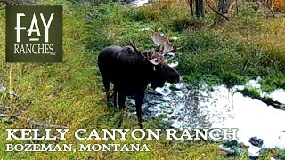 MT Trail Camera Footage | Kelly Canyon Ranch | Bozeman, Montana