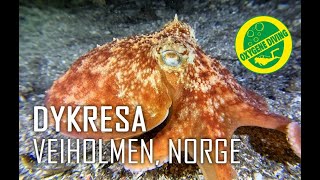 Dykning Med Nekton Diving På Veiholmen/Smøla I Norge Resimi