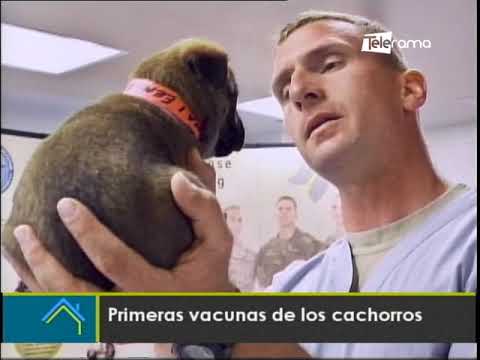 Primeras vacunas de los cachorros