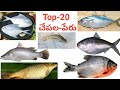 చేపల పేర్లు| టాప్ 20 చేపల పేర్లు| రుచిగల చేపల పేర్లు తెలుగులో| top fish in telugu |best fish telugu