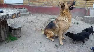 Sweet German Shepherd puppies