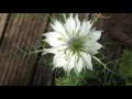 White Nigella Damascena (Love-In-The-Mist) Flowers In Garden #Nigella #damascena #gardening