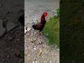 rooster farm #Shorts #RoosterCrow #roostersound #chicken