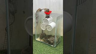 Mouse trap tips at home/best spinning mouse trap mouse