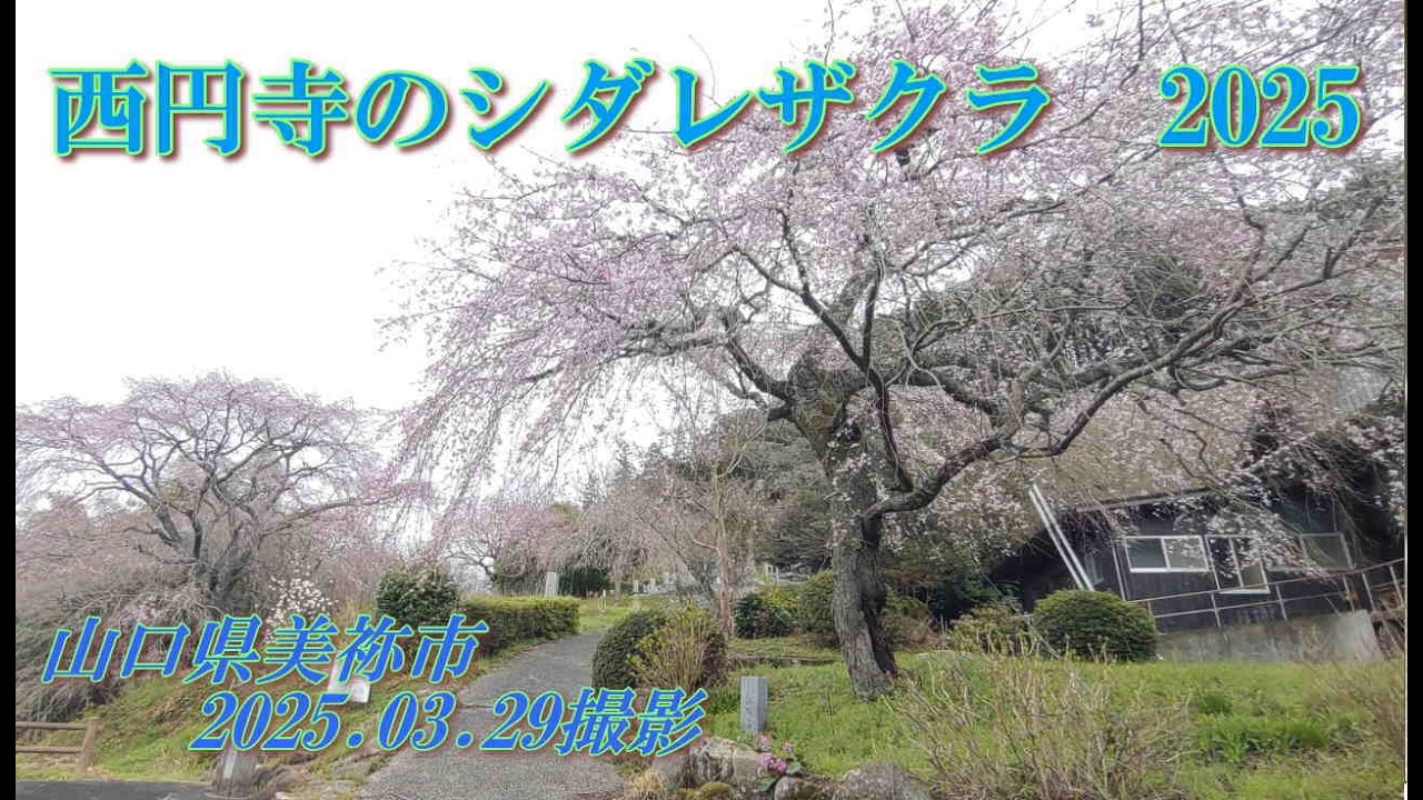 西円寺のシダレザクラ2025　2025.03.29撮影