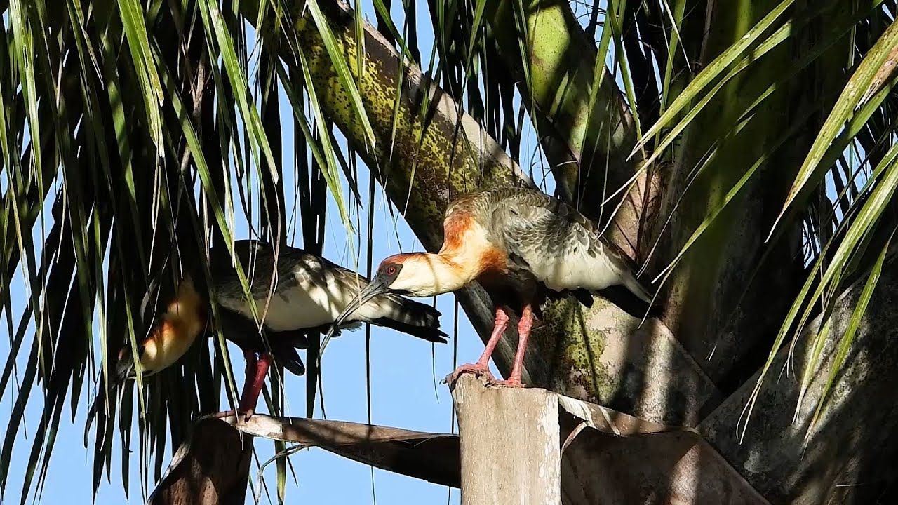 CANTO da CURICACA (THERISTICUS CAUDATUS), BUFF-NECKED IBIS, DESPERTADOR, CURUCACA, CURICACA-BRANCA.